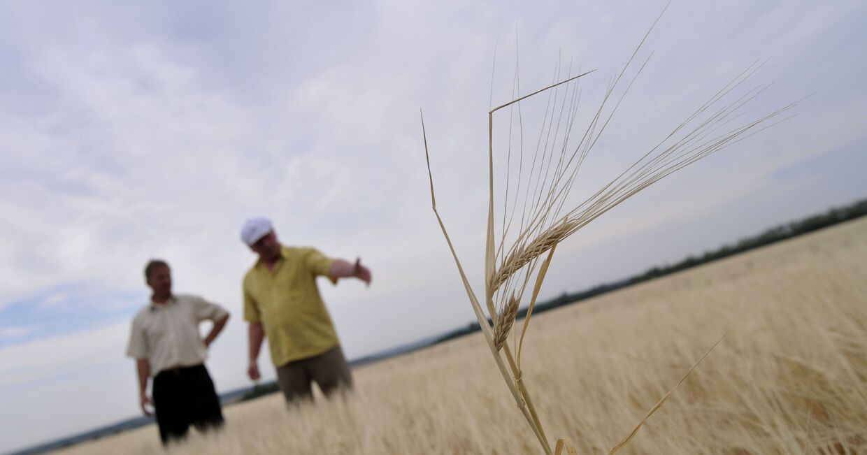 Огонь за сутки уничтожил 130 га пшеницы в Центральной России