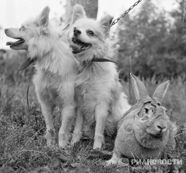 Собаки Отважная, Малек и кролик Звездочка