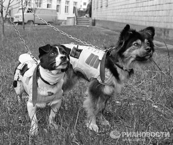 Участники полета в космос - собаки Ветерок и Уголек