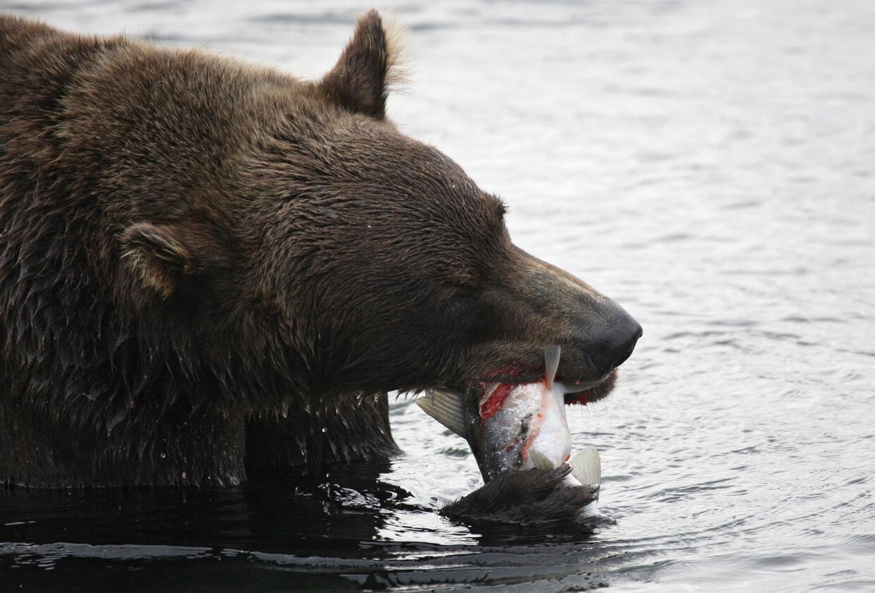 Медведь на охоте на Курильском озере