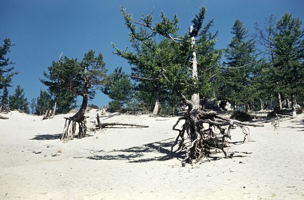Сосны с обнаженными корнями на берегу Байкала