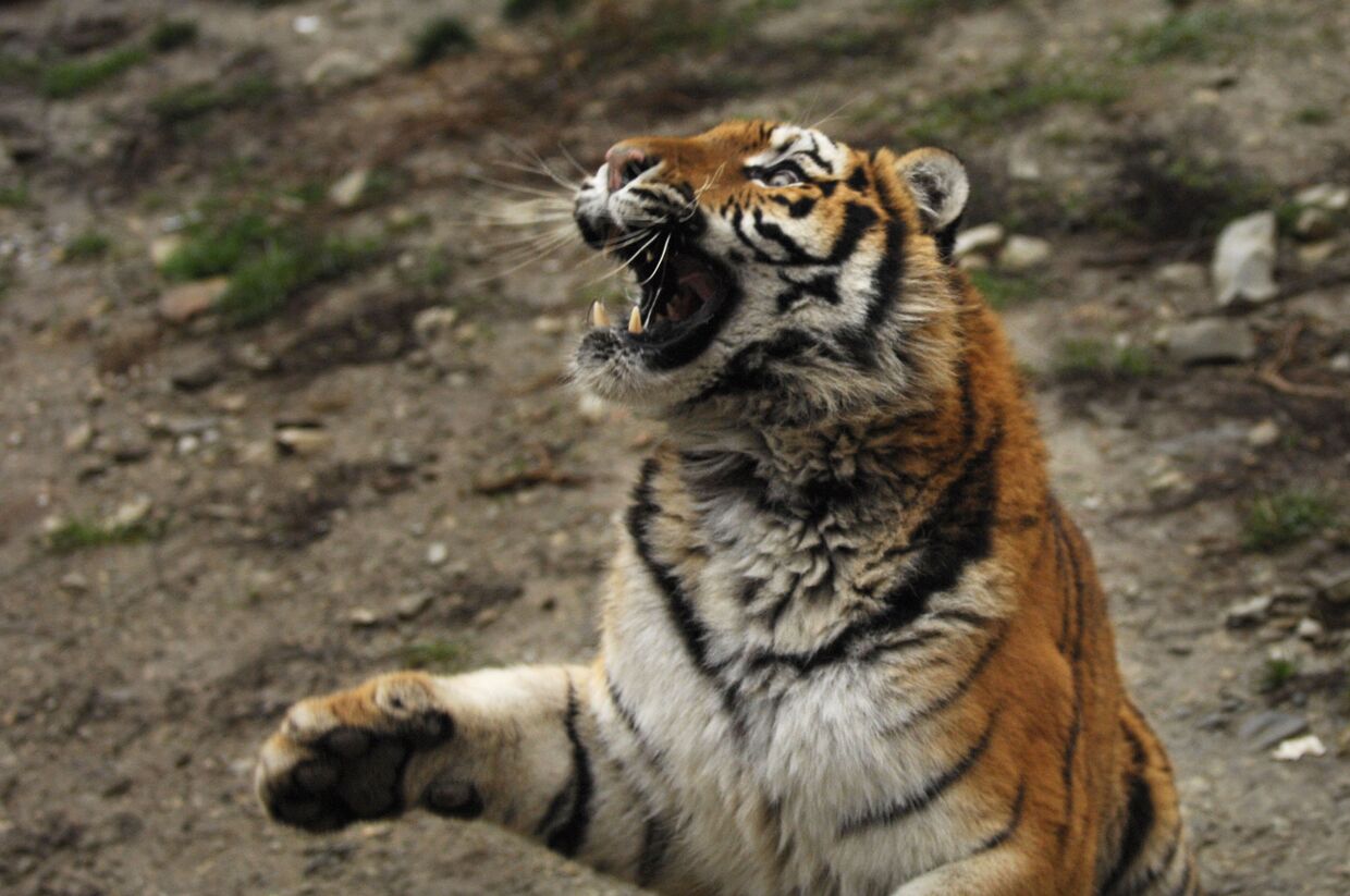 Тигрица в вольере Сафари-парка в Геленджике
