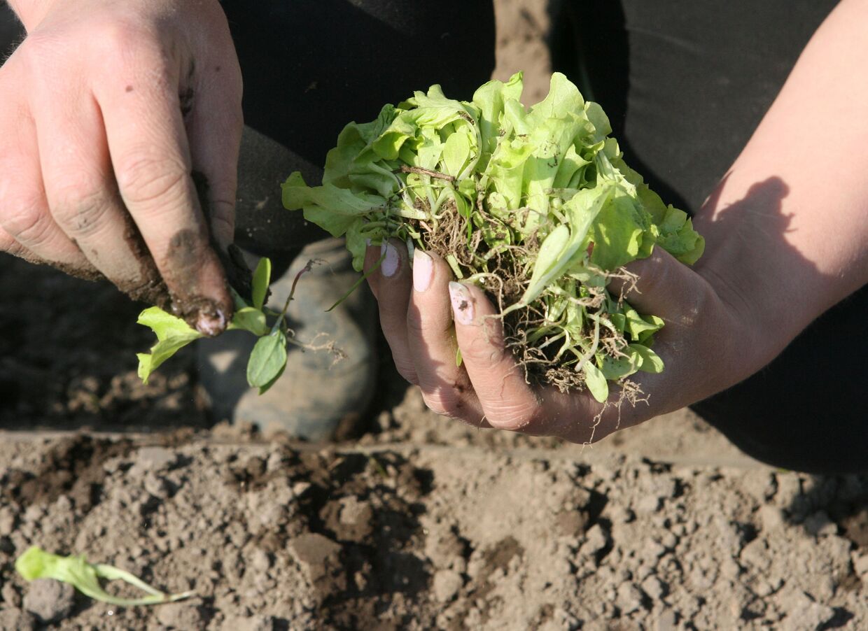 Весенне-полевые работы в фермерском хозяйстве Калининградской области