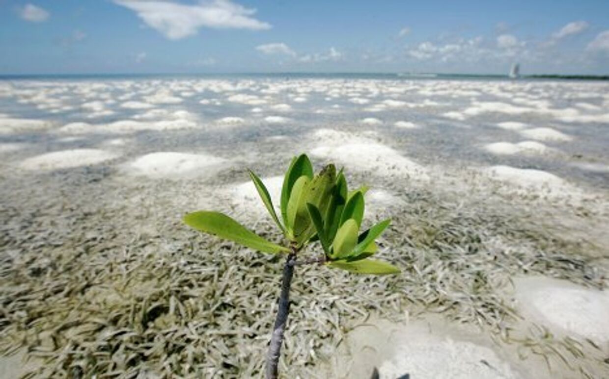 росток мангрового дерева на побережье Канкуна