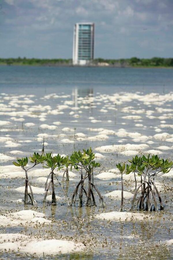 ростки мангрового дерева на побережье Канкуна