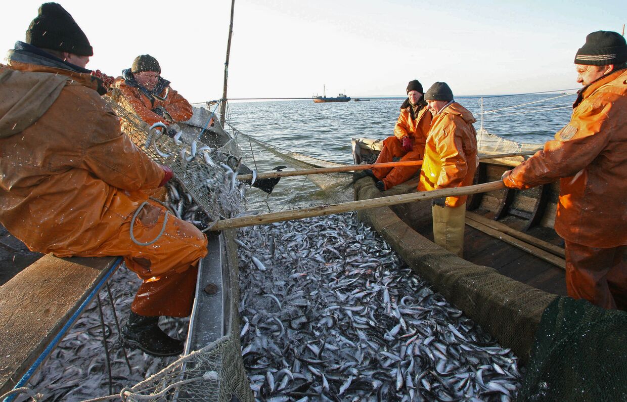 Морской рыбный промысел. Рыбопромышленный комплекс Калининградской области. Рыбопромышленный комплекс Сахалин. Калининград Рыбная промышленность. Рыбколхоз тихий океан Ливадия.