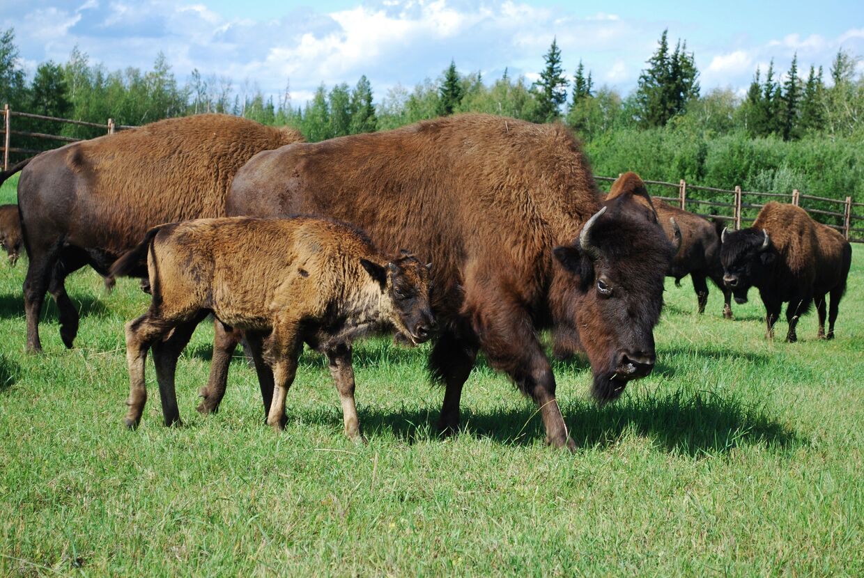 Якутско-канадский научный проект по реакклиматизации лесных бизонов в Сибири