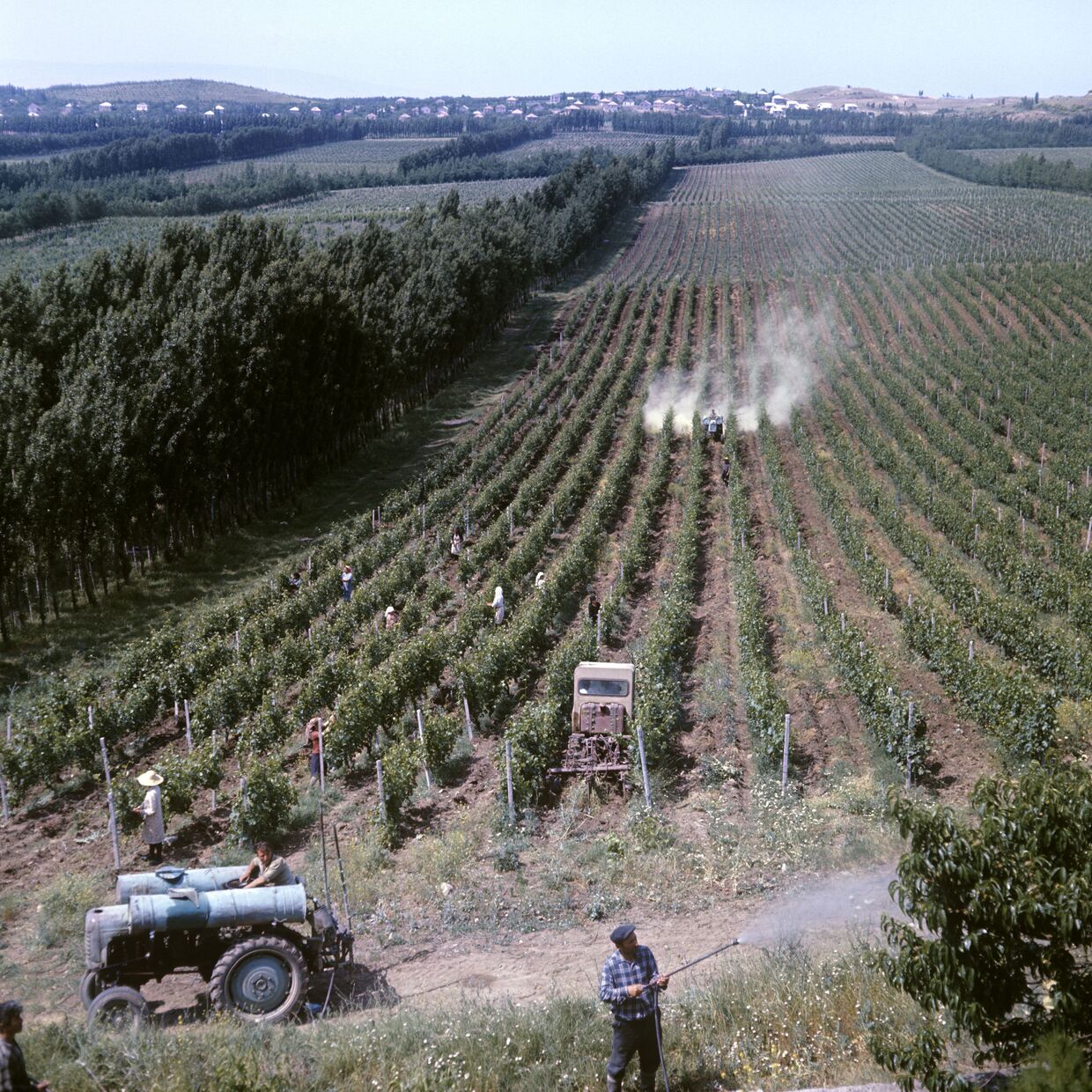 Культивация и опрыскивание плантаций в Самгорском виноградорском совхозе