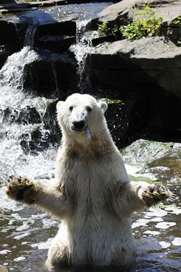 Белый медведь Кнут, за несколько лет ставший настоящим символом Берлинского зоопарка, умер 19 марта по неизвестным причинам