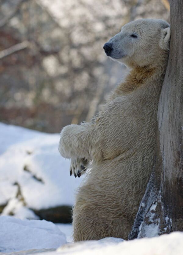 Белый медведь Кнут, за несколько лет ставший настоящим символом Берлинского зоопарка, умер 19 марта по неизвестным причинам