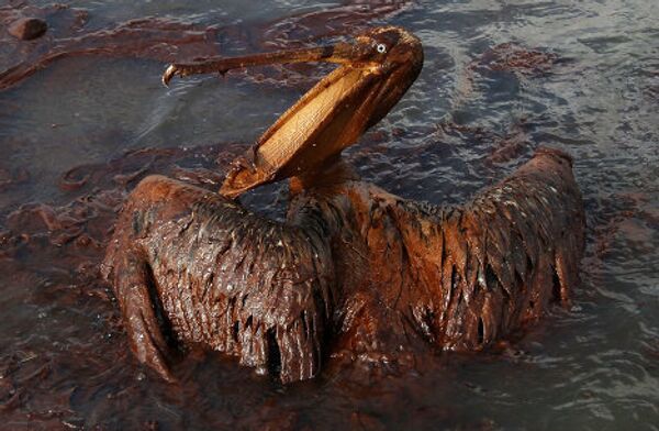 Пеликан испачкавшийсе в нефти после аварии в мексиканском заливе