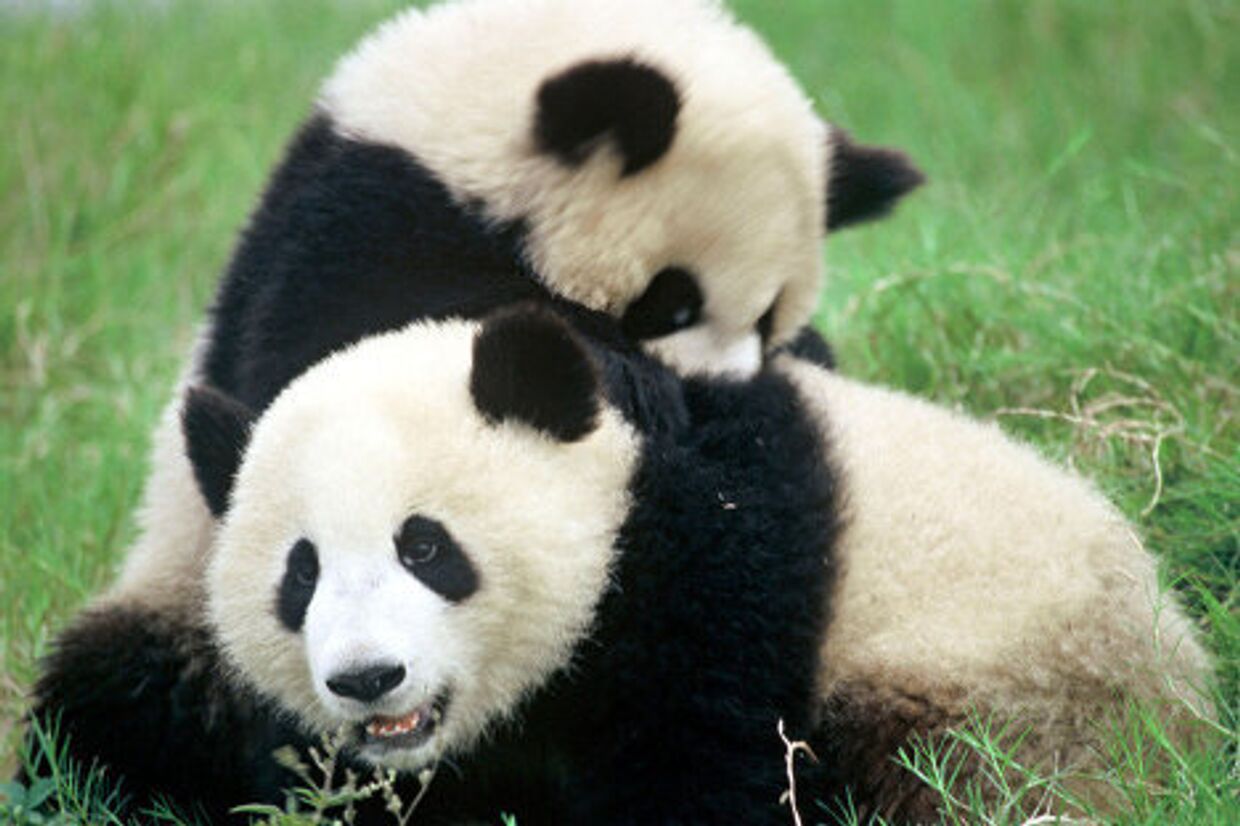 Символ Всемирного фонда дикой природы — большая панда