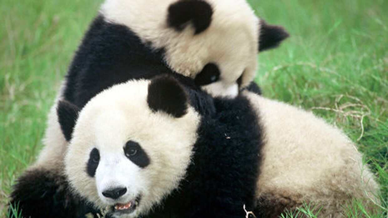 Символ Всемирного фонда дикой природы — большая панда