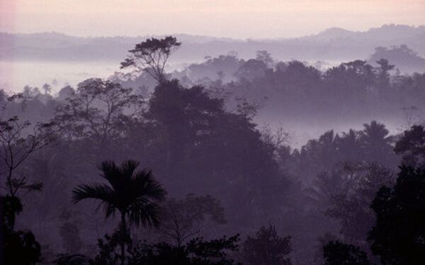 В 1975 году WWF начал первую международную кампанию по спасению тропических лесов