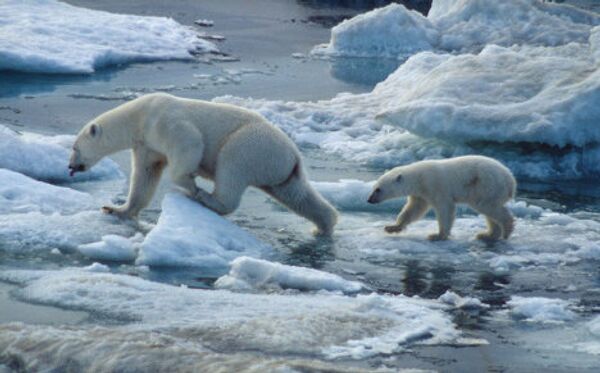 В 2009 году WWF потребовал от США введения моратория на добычу белых медведей чукотско-аляскинской популяции