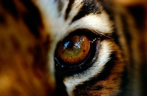 Амурский тигр, дальневосточный леопард, снежный барс, зубр находятся под патронажем WWF