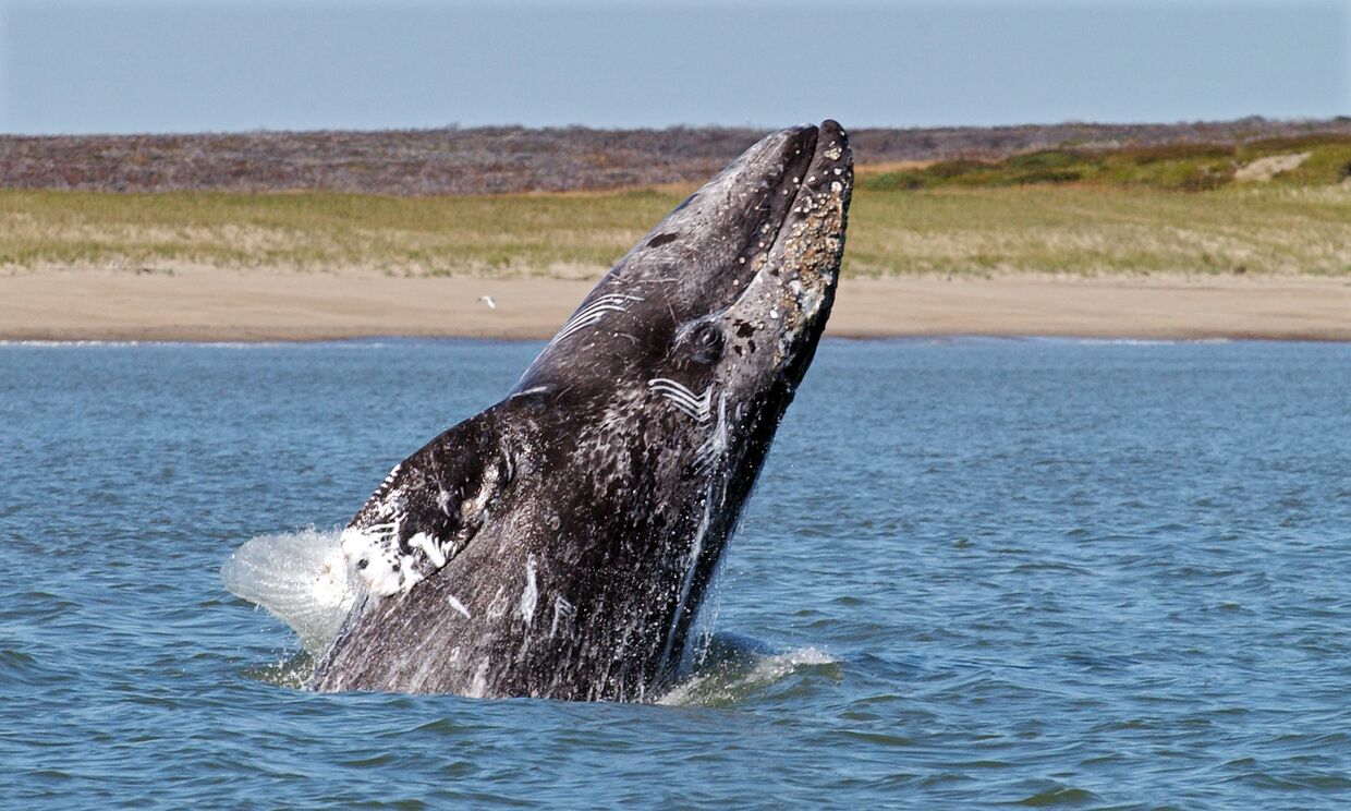 Серый кит 