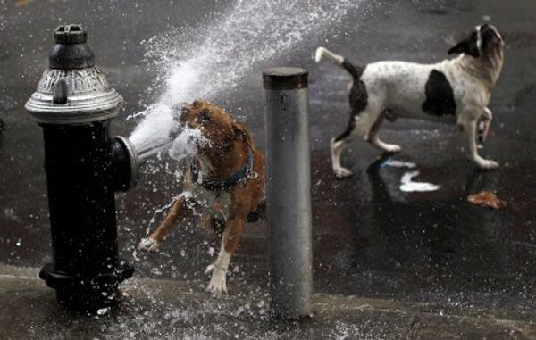 Собаки спасаются от жары в верхнем Манхэттене