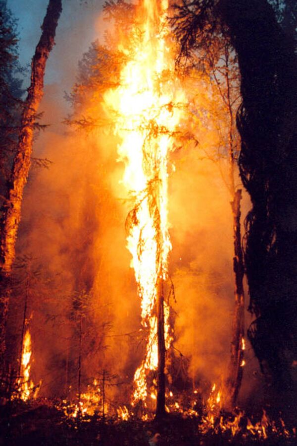 Верховой лесной пожар