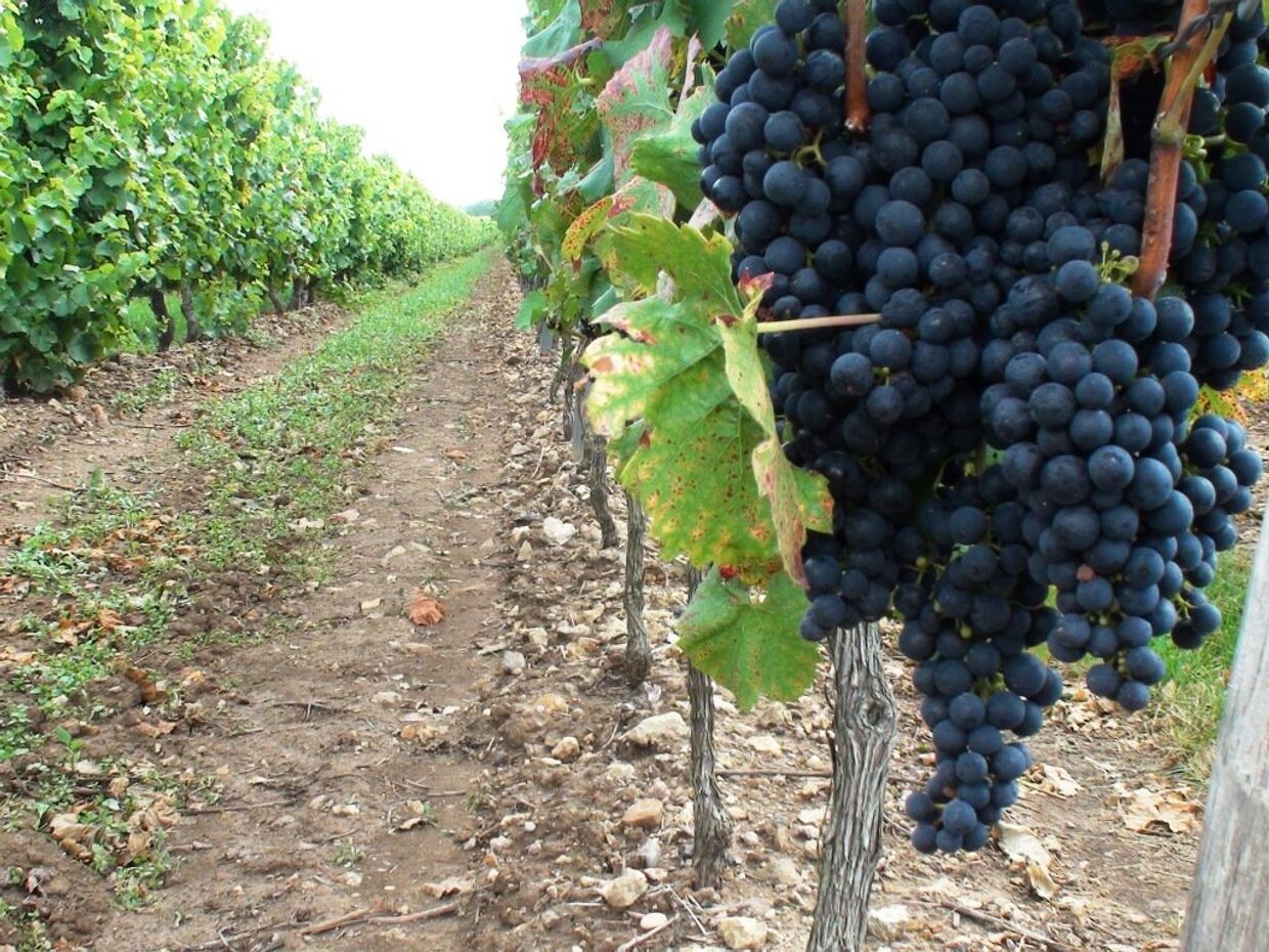 Виноградная плантация