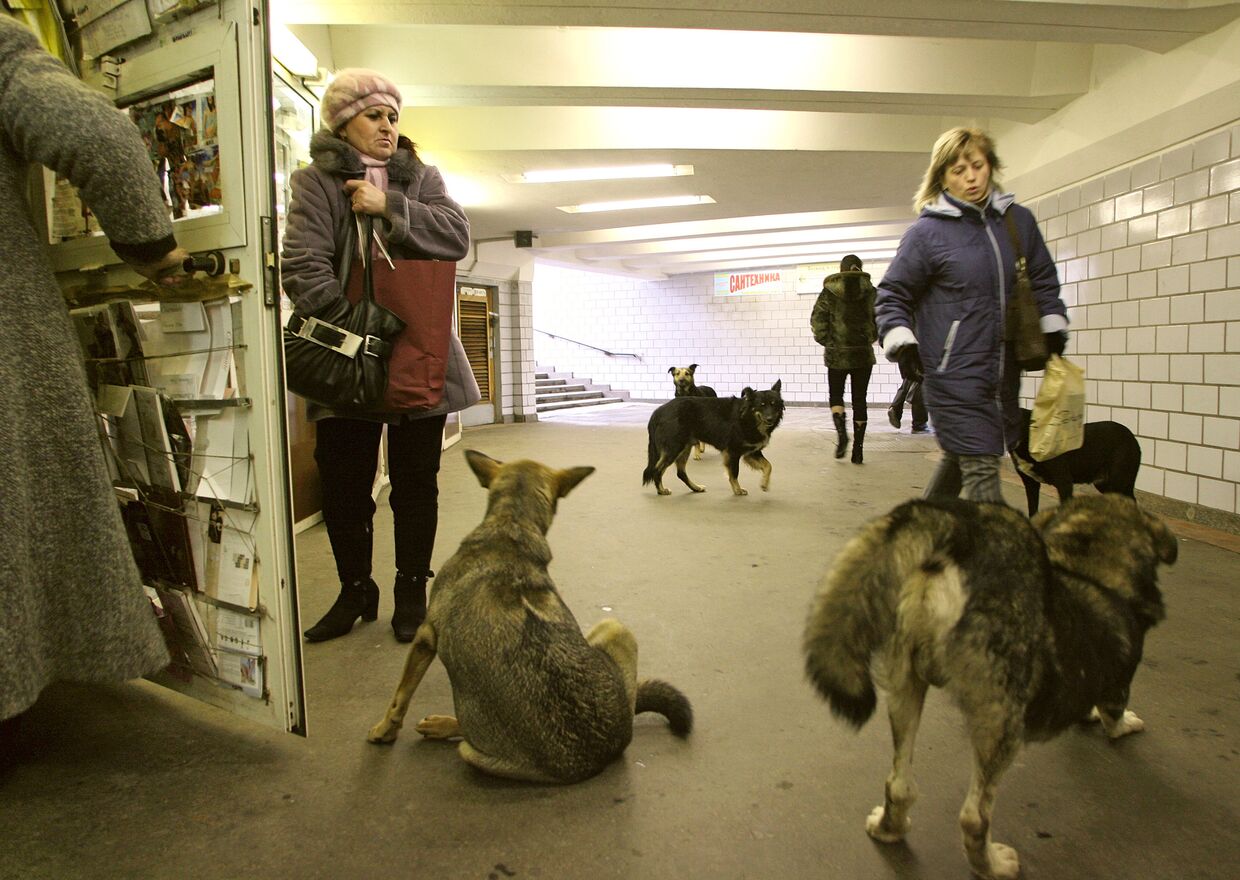 Бродячие собаки в переходе московского метро