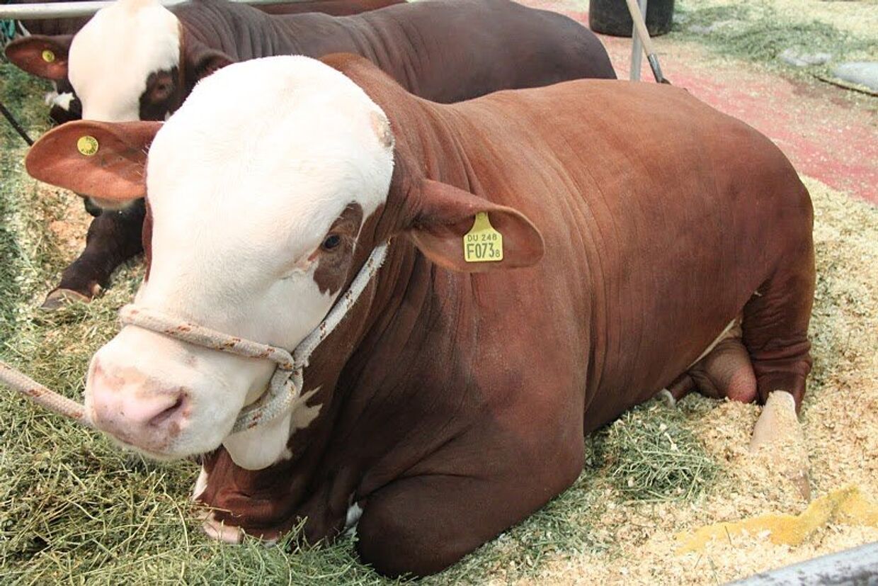 Крупный скот, представленный на выставке животноводства, сельского хозяйства и промышленности в Буэнос-Айресе