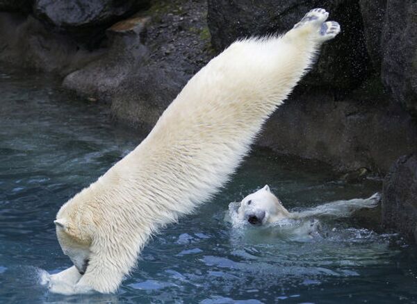 Как отдыхает крупнейший хищник на Земле: забавы белых медведей