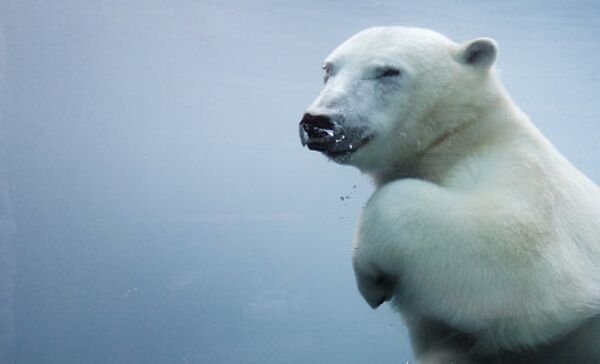 Как отдыхает крупнейший хищник на Земле: забавы белых медведей