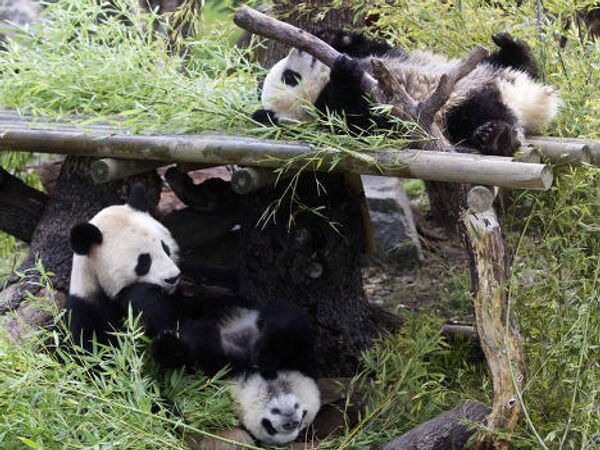 Панды-близнецы в мадридском зоопарке