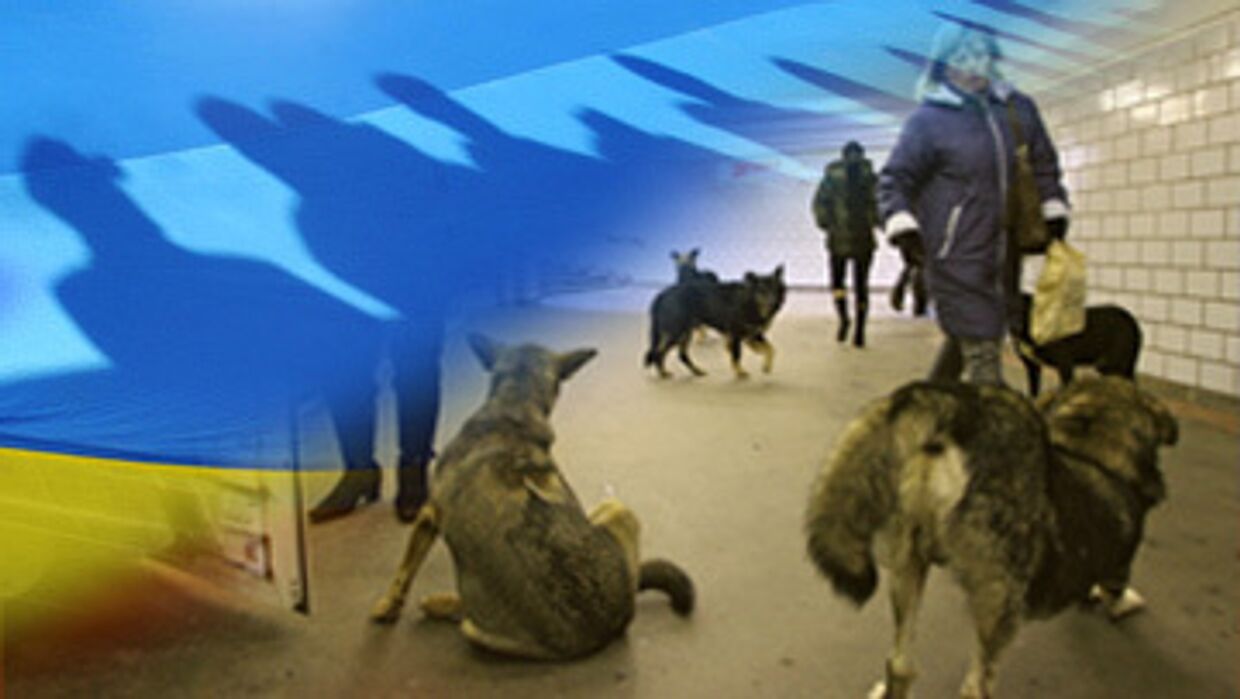 Бездомные собаки на Украине