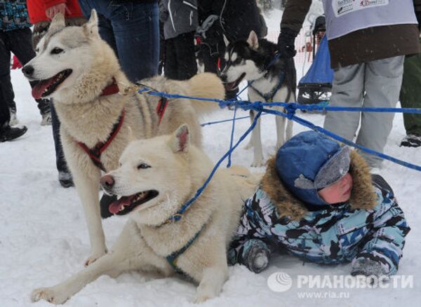 Международная гонка на собачьих упряжках «По земле Сампо»