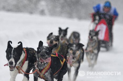 Международная гонка на собачьих упряжках «По земле Сампо»