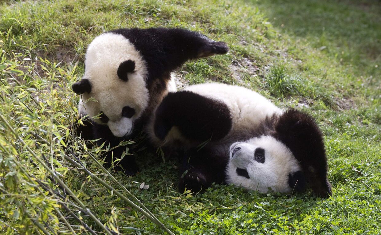 Детеныши панды играют в мадридском зоопарке
