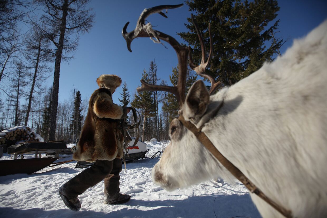 Быт оленеводов-кочевников в Сибири