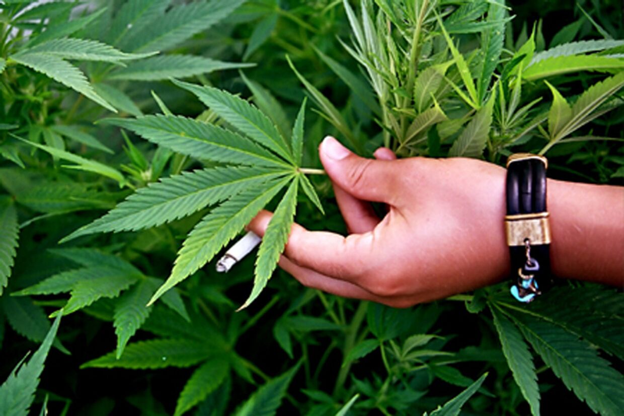 Конопля замоченная в растворители новые законы марихуана