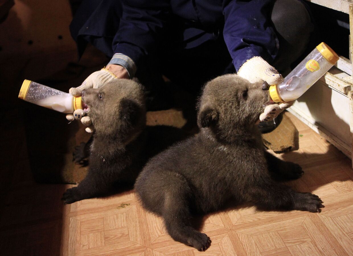 Международный фонд защиты животных (IFAW) проводит проект по реабилитации медвежат-сирот