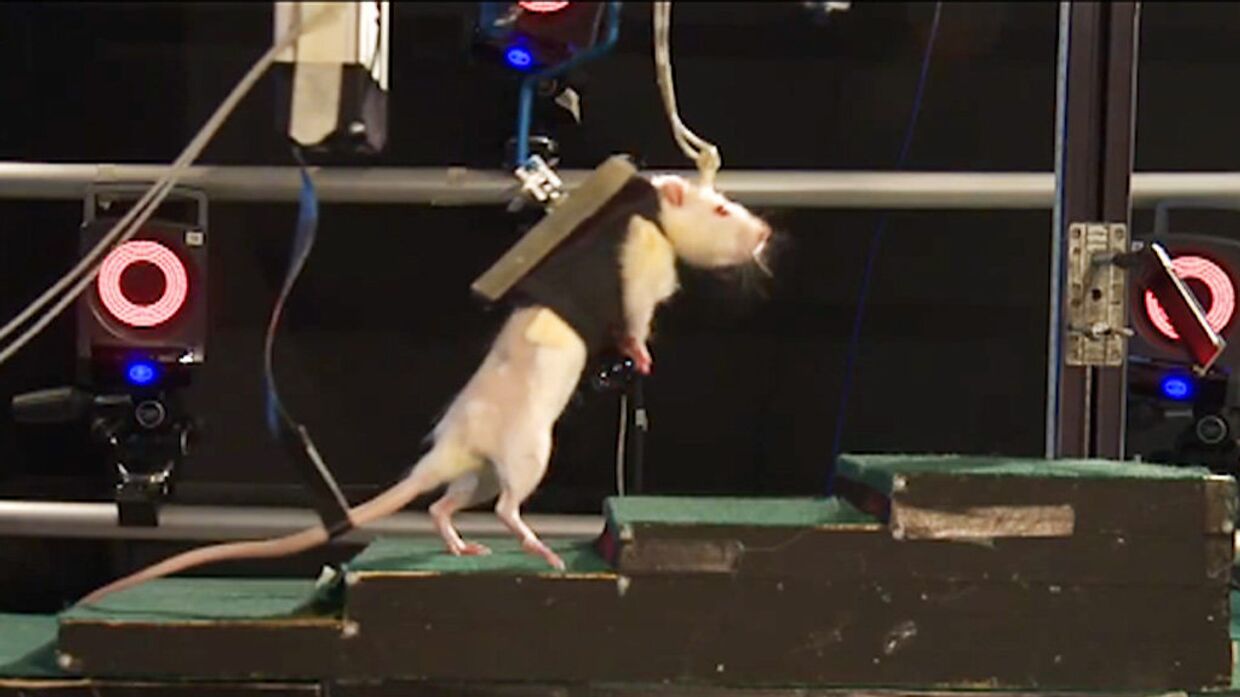 Крысы передвигаются на двух лапах с помощью тренажера. Кадры эксперимента