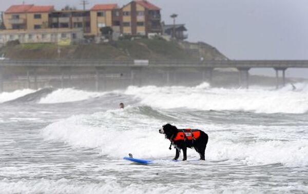 Соревнование по собачьему серфингу в Сан-Диего, Калифорния