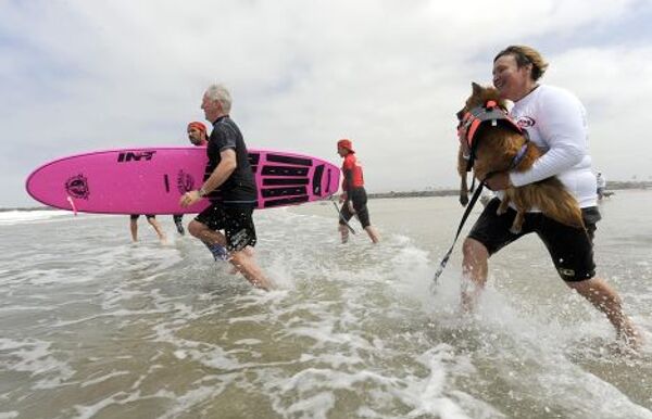 Соревнование по собачьему серфингу в Сан-Диего, Калифорния