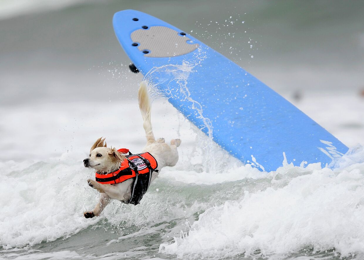 Собака Коди принимает участие в соревновании по собачьему серфингу