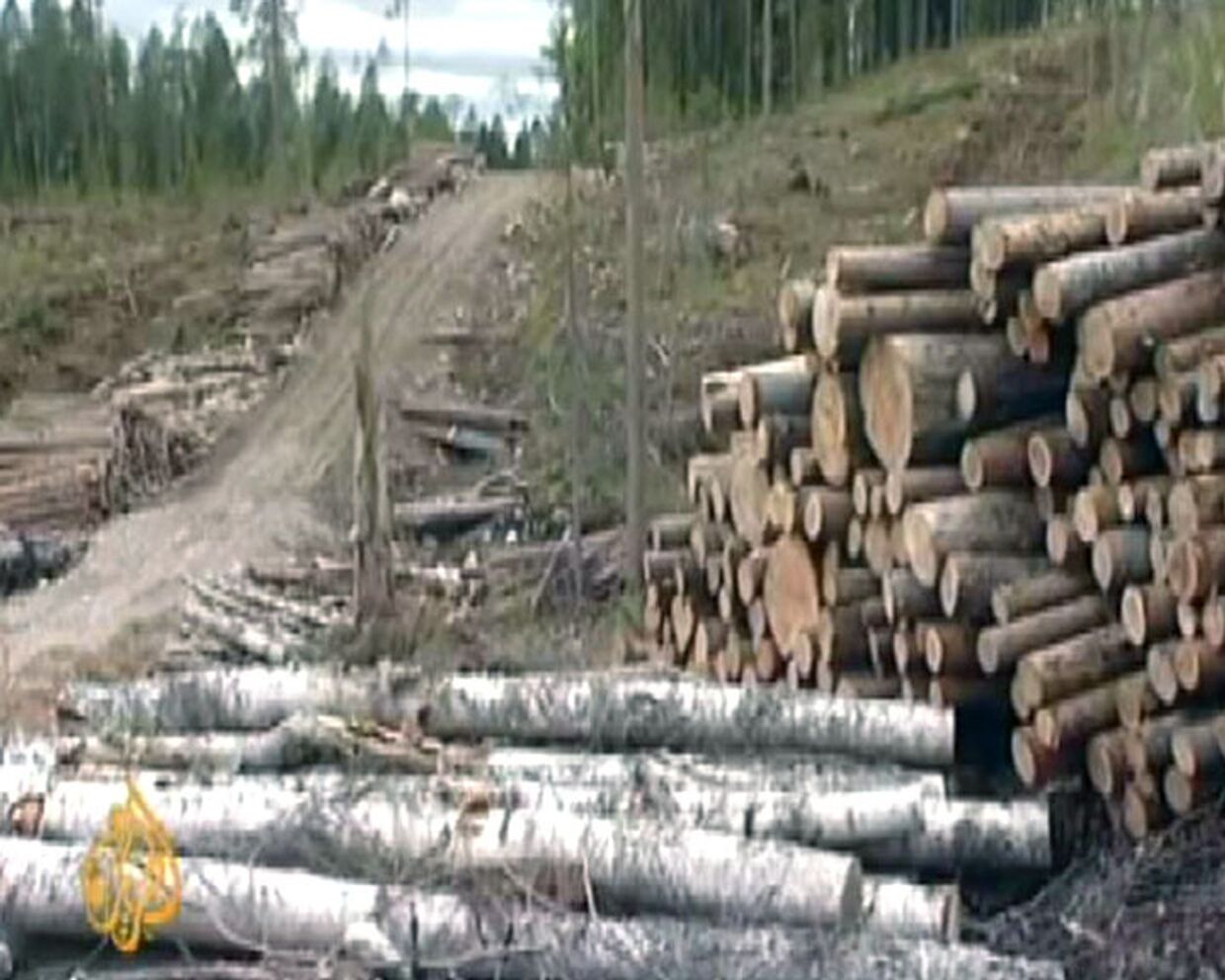 Ikea обвиняют в вырубке реликтовых лесов в России