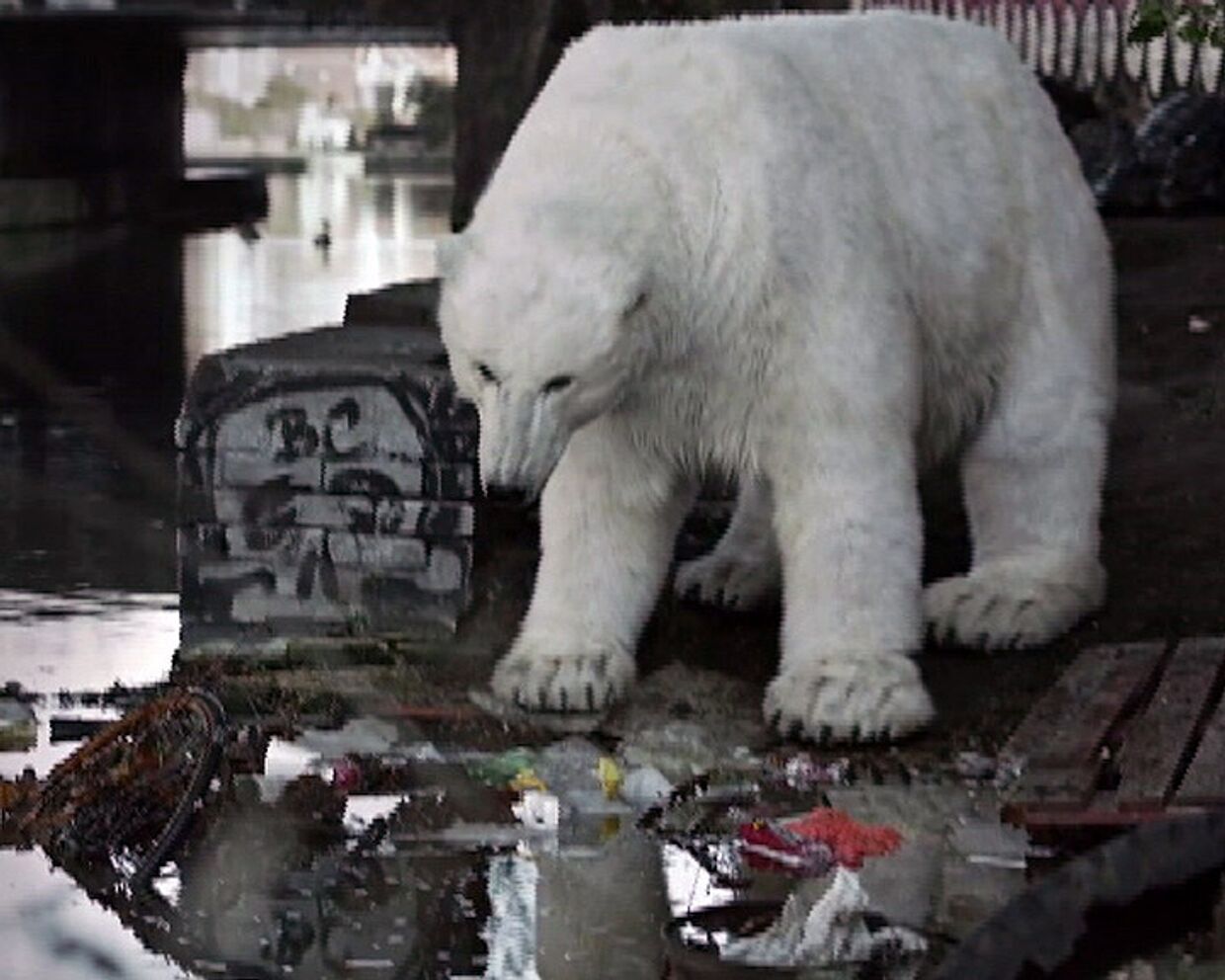 Бездомный белый медведь в Лондоне - спасите Арктику