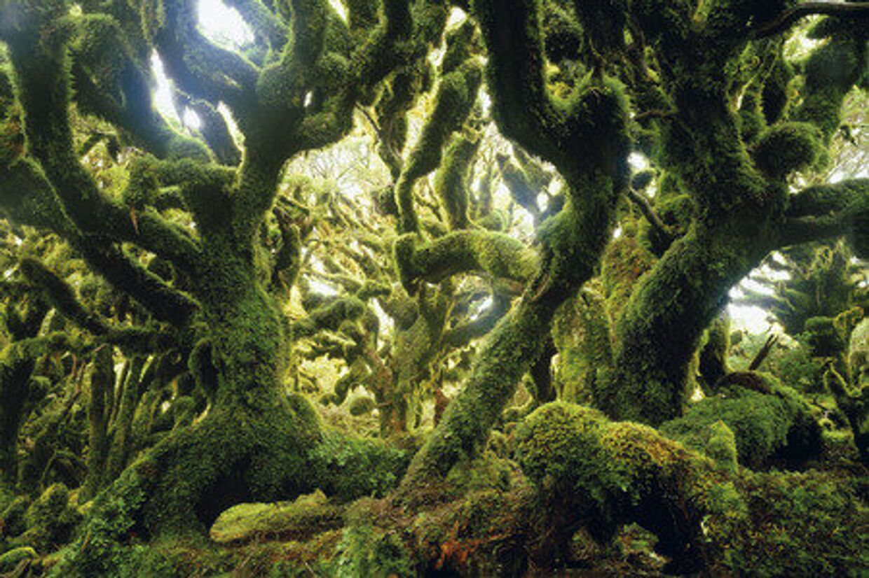 Умеренновлажный лес, национальный парк Те Уревера, Иль дю Норд, Новая Зеландия 