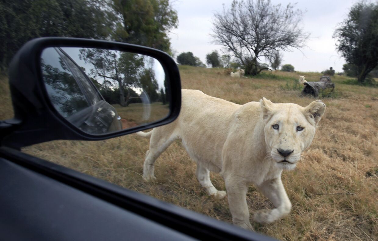 Молодой лев. Lions Park близ Йоханнесбурга, ЮАР.