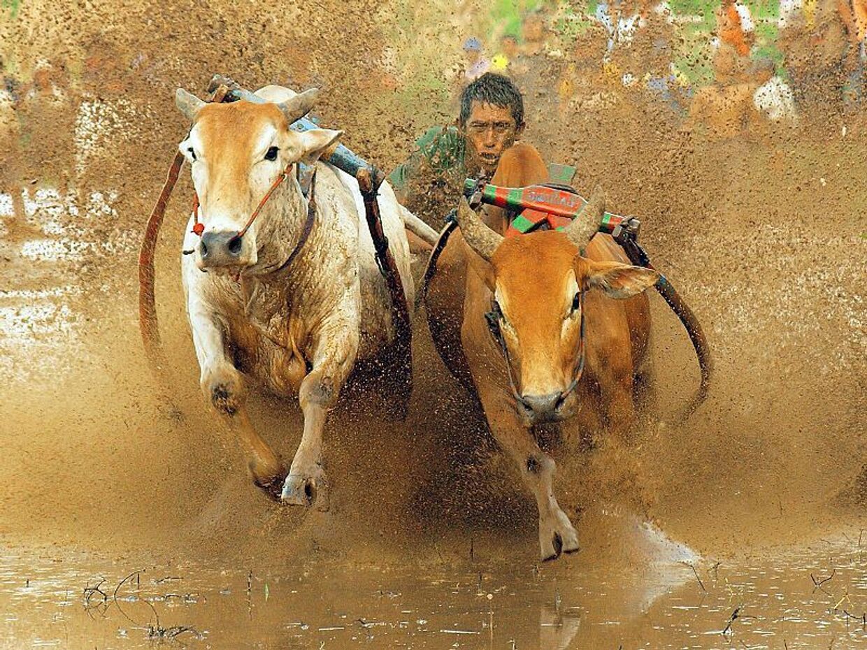 Коровьи гонки Паку Джави