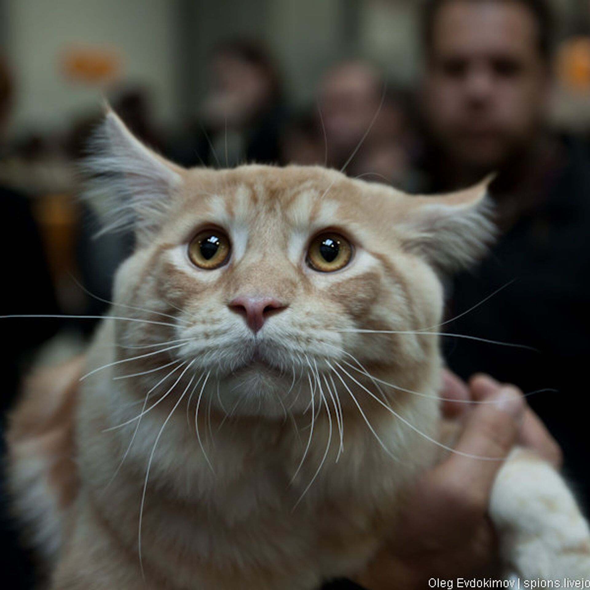 Анализ кошачьих генов поможет отделить благородных любимцев от  простонародья (Wired Magazine, США) | 18.01.2022, ИноСМИ