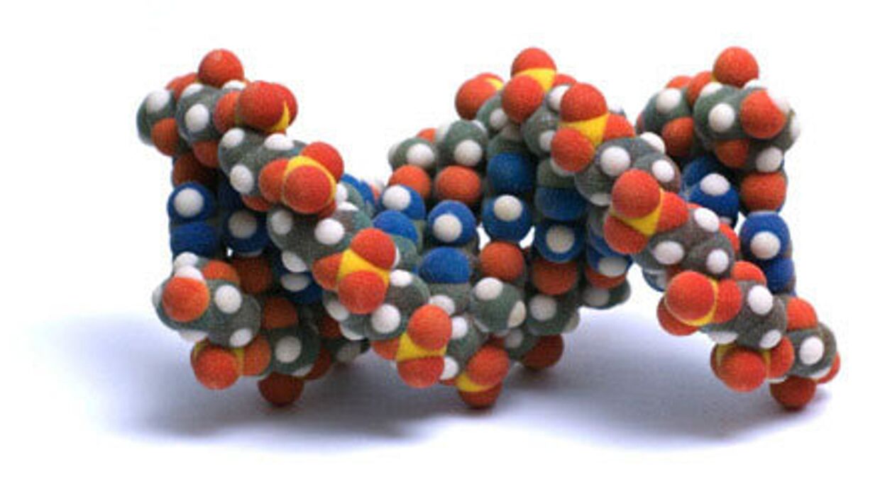 Молекула ДНК (B форма)