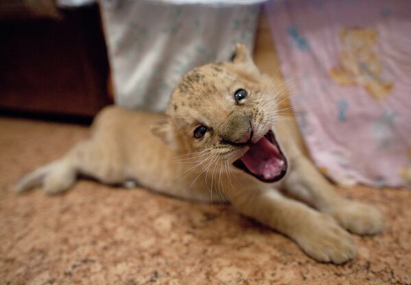 В Новосибирском зоопарке родился гибрид тигрицы и льва