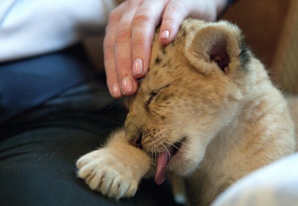 В Новосибирском зоопарке родился гибрид тигрицы и льва