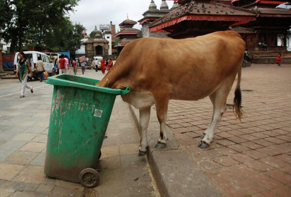 Корова есть из мусорного бака в Катманду